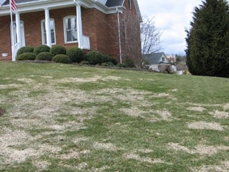 Snow mold damage