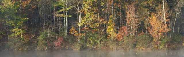 Woodland Management