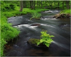 Stream