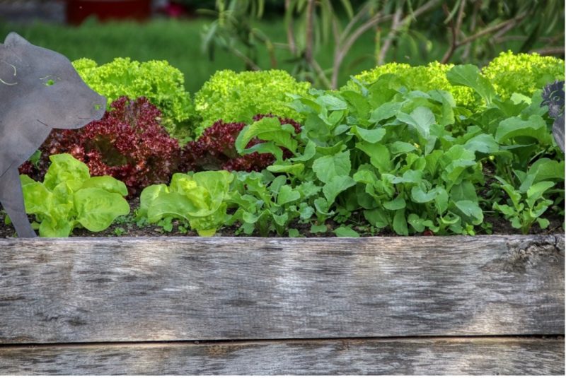 Plants in garden bed