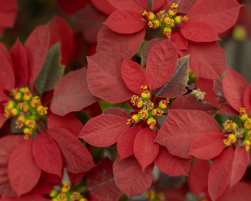 The distinctive red ‘petals’ that make poinsettias so striking are really modified leaves, referred to as a ‘bract.’ “When choosing poinsettias to take home, you want to look for plants that have the small yellow true flower in the center of the bract," said Ed Olsen, an agent at Henrico unit of Virginia Cooperative Extension. Photo courtesy Pexels.