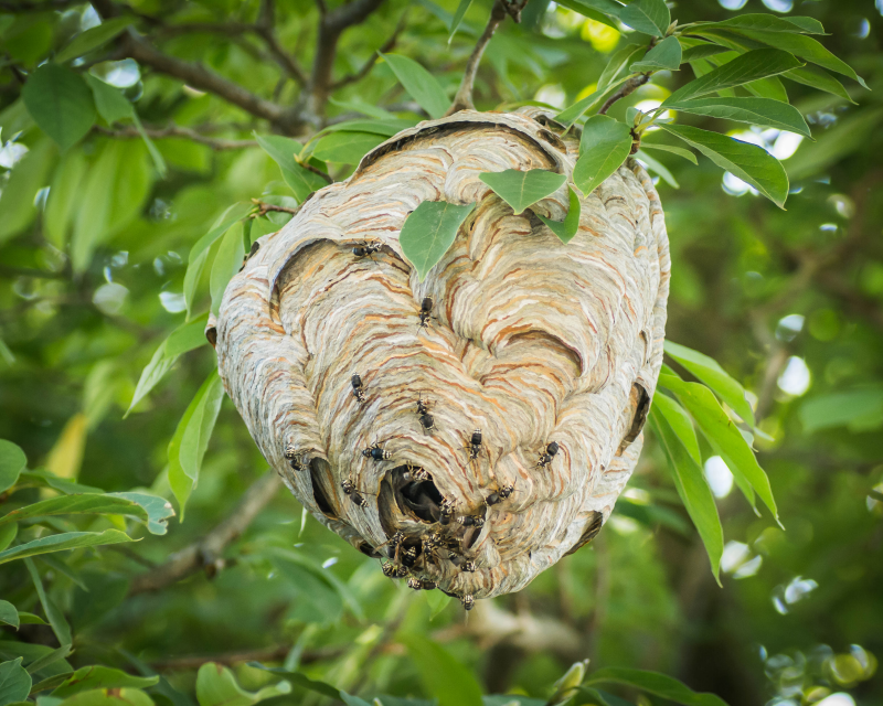 A large nest made by baldfaced aerial yellowjackets hangs from a branch surrounded by tree leaves. Many yellowjackets guard the open entrance at the bottom of the nest.