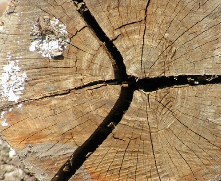 Brown cross-section of a log with large and small cracks.