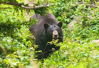 Picture of black bear standing in forest