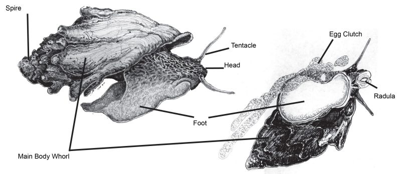 Major anatomical features of the spiny river snail (Io fluvialis).