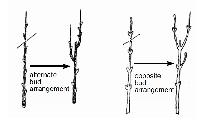 Drwing of shoots