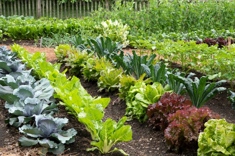 vegetable garden rows of vegtables planted in a garden