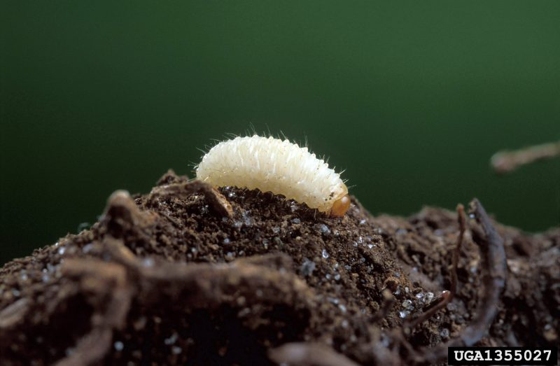 A legless grub with long hairs rests on a pile of soil.