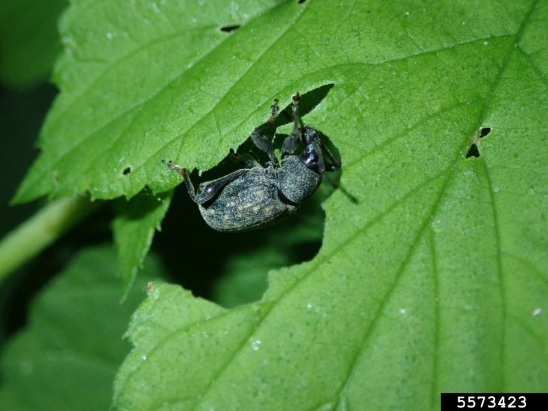 An adult black vine weevil feeds on a leaf margin in a characteristic pattern.