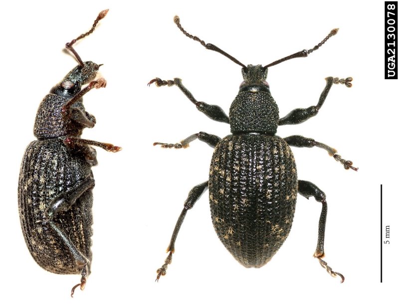 A side and dorsal view of a black vine weevil with a scale bar to indicate size.