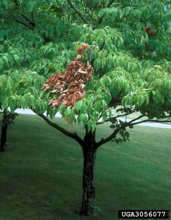 Figure 5, Canopy damage from dogwood twig borer (James Solomon, USDA Forest Service, bugwood.org).