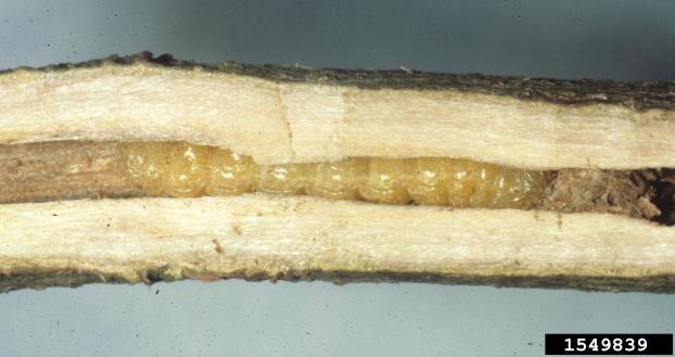 Figure 3. Dogwood twig borer larva (Jim Baker, North Carolina State University, Bugwood.org).