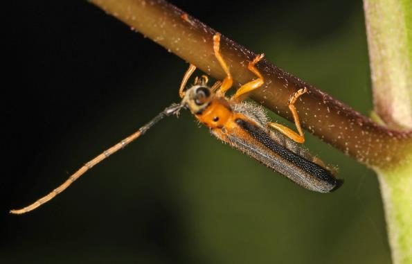 Figure 2. Adult dogwood twig borer (Photo 413031965, Judy Gallagher, CC BY-SA 4.0, iNaturalist.org).