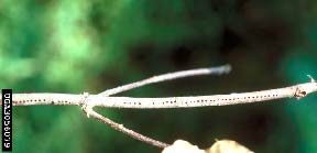 Figure 4. Characteristic gallery holes made by a dogwood twig borer larva (James Solomon, USDA Forest Service, Bugwood.org).