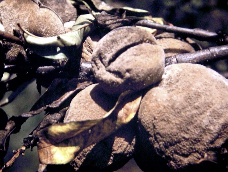 A group of peaches that are completely brown amongst yellowish brown leaves on a branch