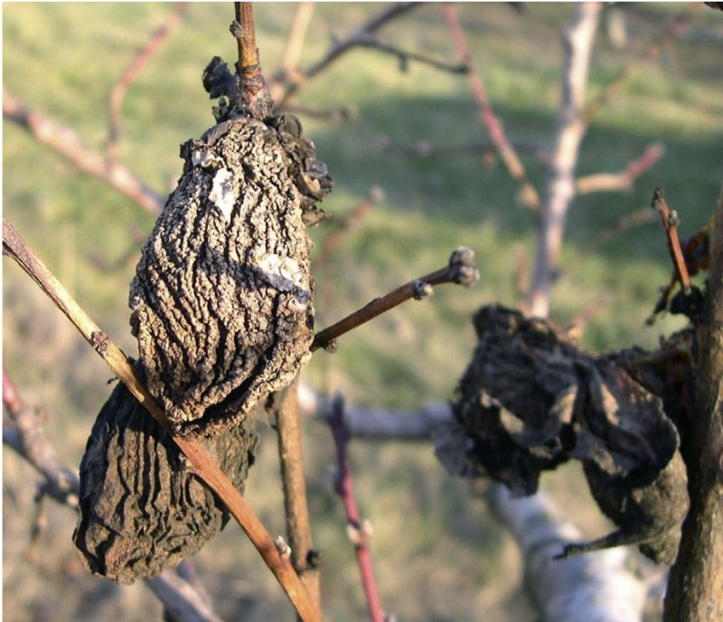 A brown wrinkled and dry looking sack hanging on a branch.