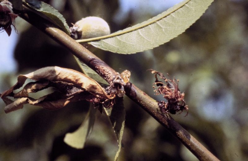 A dry and brown wilted leaf on a stem that also has a patch of blackish rot.