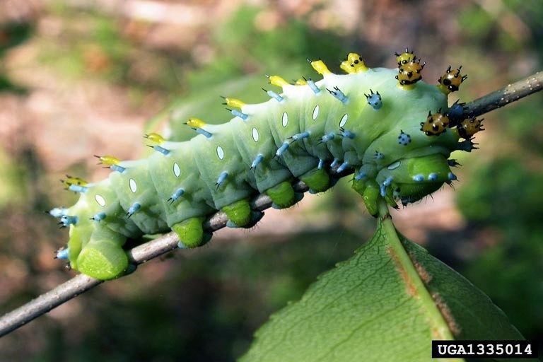 Cover for publication: Large and Unusual Insects Found in Virginia