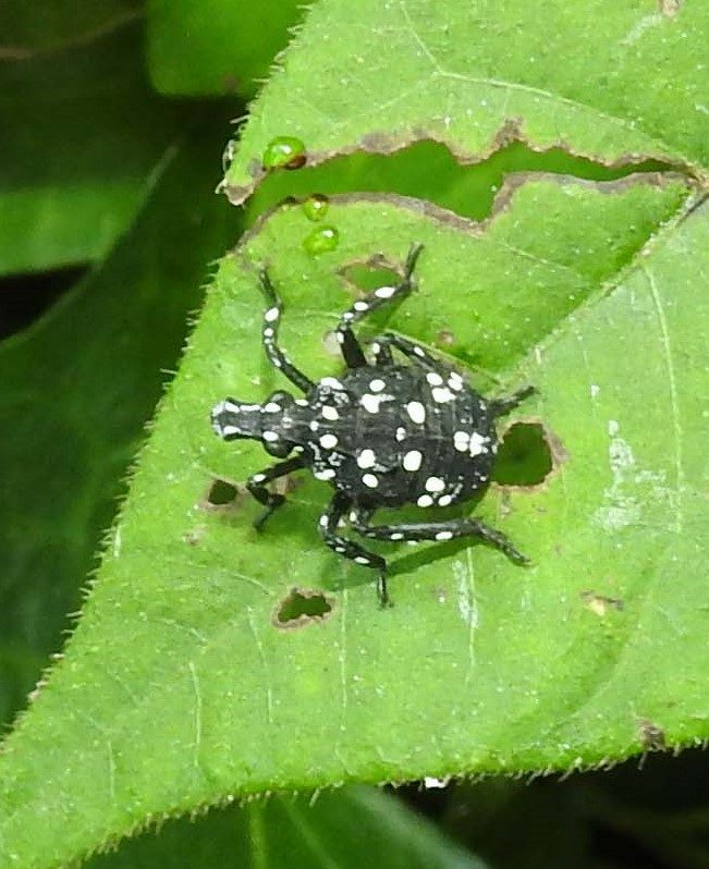 Up close imagery of a black, a red, and two tan specimens. The black and red specimens are on green leaves, the tan specimens are on bark.
