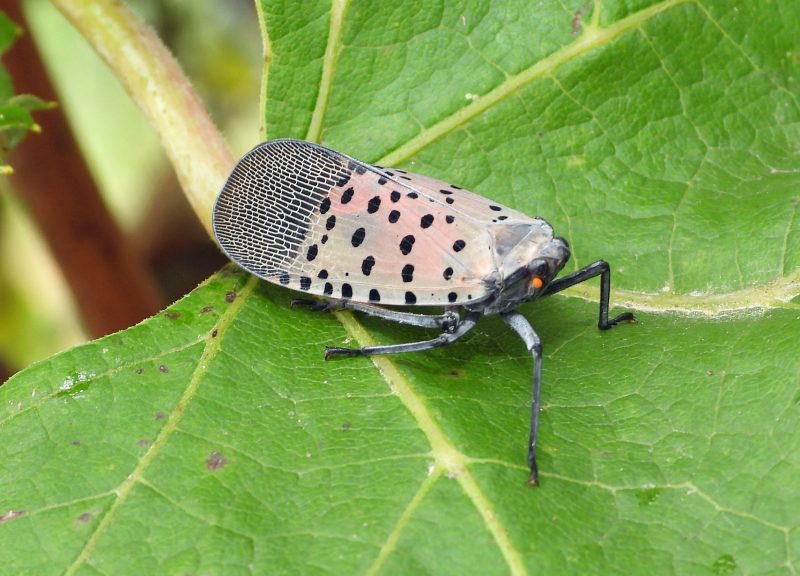 An insect with a beige body and black spots, resting on a green leaf. Its wings are partially open, displaying intricate patterns and colors.