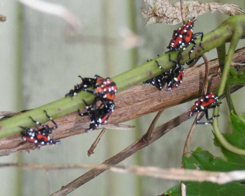Grupo de ninfas de la mosca linterna manchada (Lycorma delicatula) de color rojo con manchas blancas y patas negras, trepando por tallos verdes y marrones de una planta.