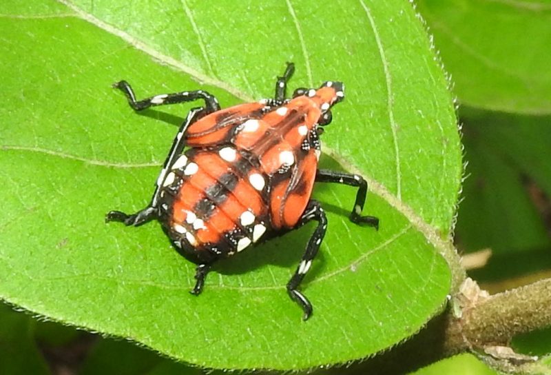 Vista cercana de una ninfa de la mosca linterna manchada (Lycorma delicatula) sobre una hoja verde, con un cuerpo rojo brillante con manchas blancas y patas negras con marcas blancas.