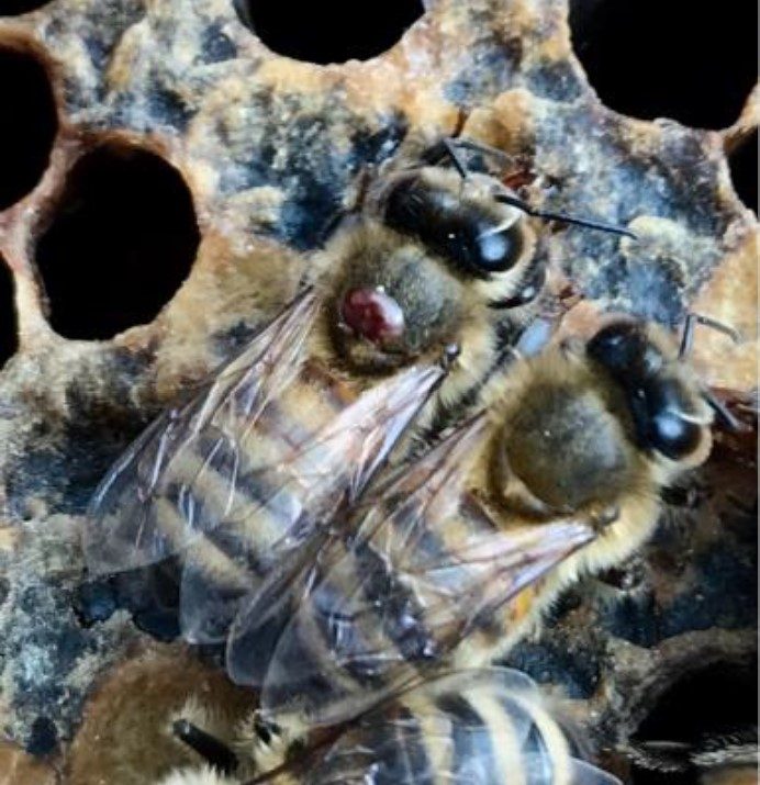 Adult female Varroa mite on the thorax of a worker bee.