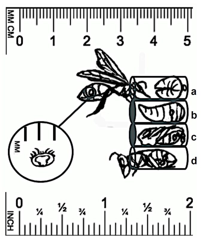The Varroa mite life cycle occurs in conjunction with the honey bee reproductive cycle. The mother mite enters an uncapped brood cell via a nurse bee (a). She then begins to feed (b) and lays her eggs, which mature and mate (c). As the adult bee emerges, the mother mite and mated adult females exit on their host (d).