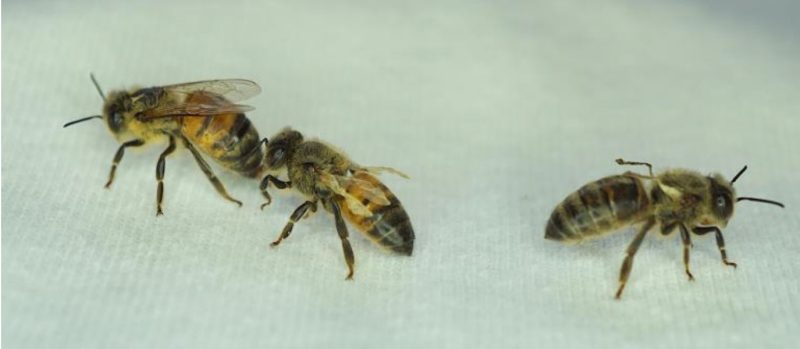 Picture of three bees.