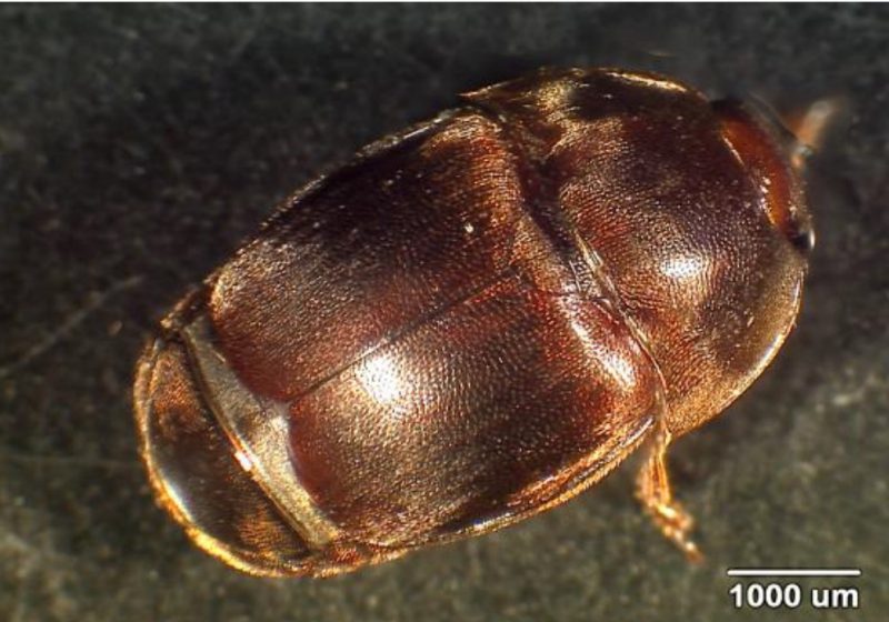 A close up of a small hive beetle adult with a shiny brown body.