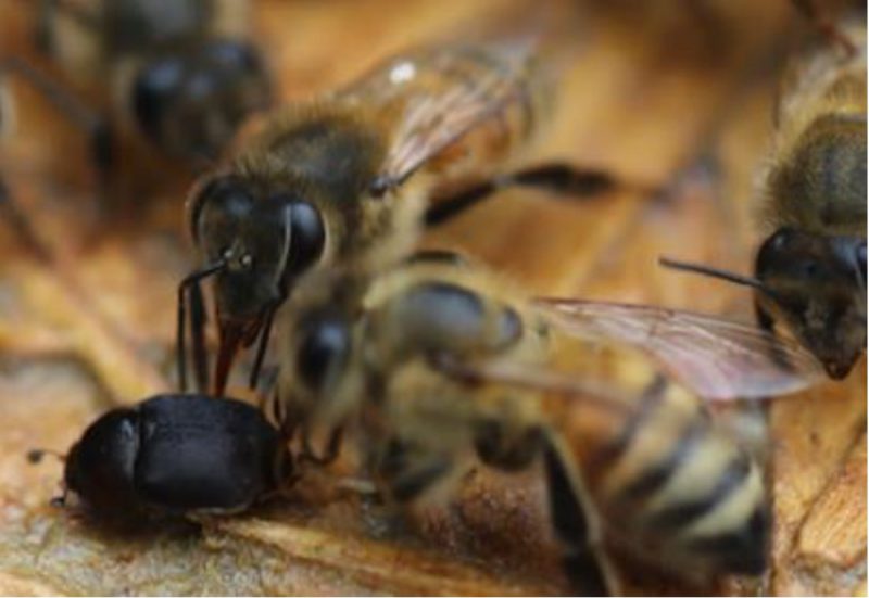 Two honey bees attack small black beetle.