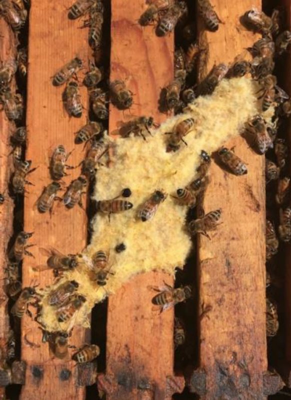 One popular fabric entanglement trap is the Beetle Bee-Gone™ sheet. When honey bees chew on the fabric, beetles walking by get caught in the fibers and eventually die.