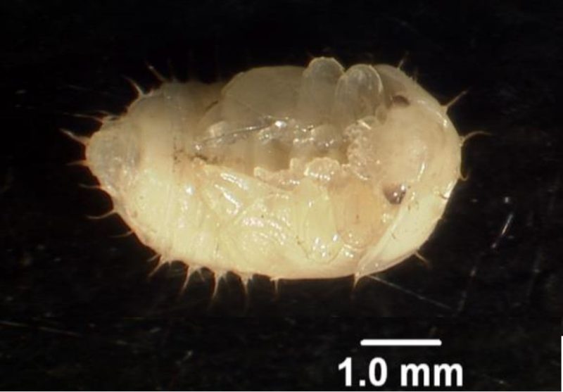 Small hive beetle pupa.