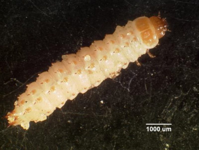 Small hive beetle larva with two rows of spines running along the back of it.