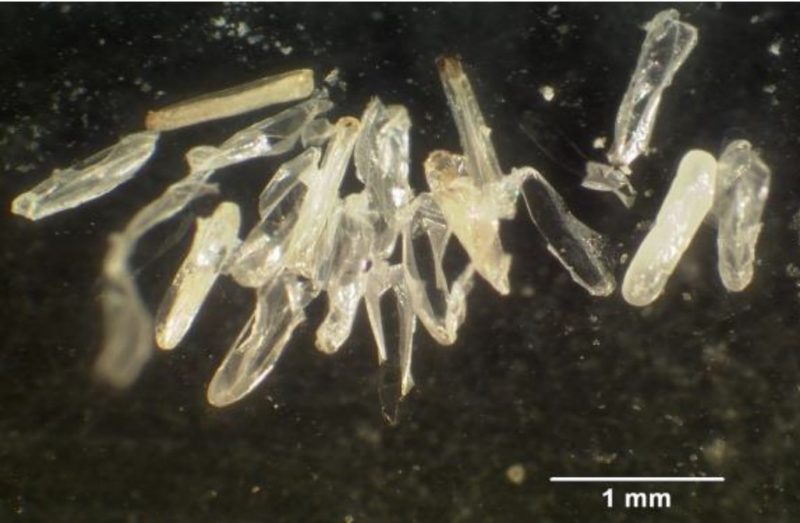 Small hive beetle eggs in a crystal clear white color.