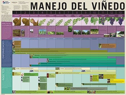 Manejo Del Viñedo
