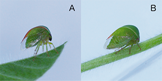 Cover for publication: Threecornered Alfalfa Hopper in Virginia Soybeans