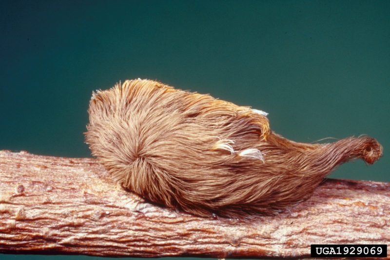 A puss caterpillar with long hairs extended behind its body resembles a small mouse as it rests on a twig.