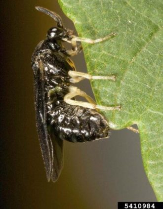 An adult elm zizag sawfly clinging to a leaf.