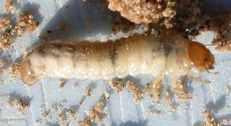 Close-up of a white grub with an orange-brown head crawling on a plastic tray with sand visible around the edges.