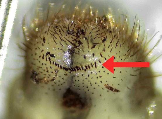 Red arrow points to close-up of the posterior end of a grub.