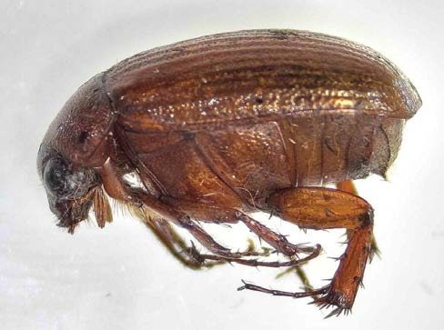 Side view of a mahagony-colored beetle.