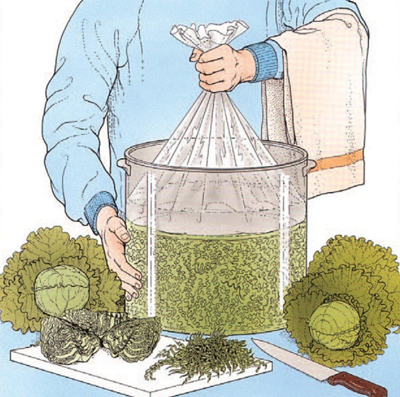 Drawing of a person weighting chopped cabbage in a large container, surrounded by cabbage heads, herbs, knife, and cutting board.