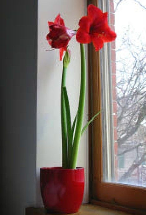 A potted amaryllis soaking up sunlight.