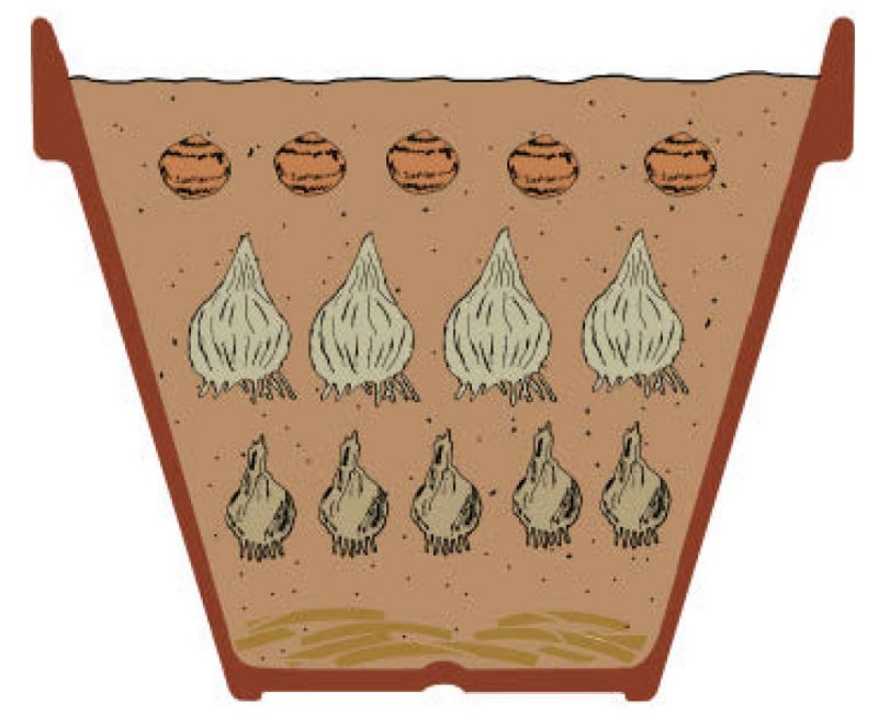Illustration of layer different varieties of bulbs at different planting depths.