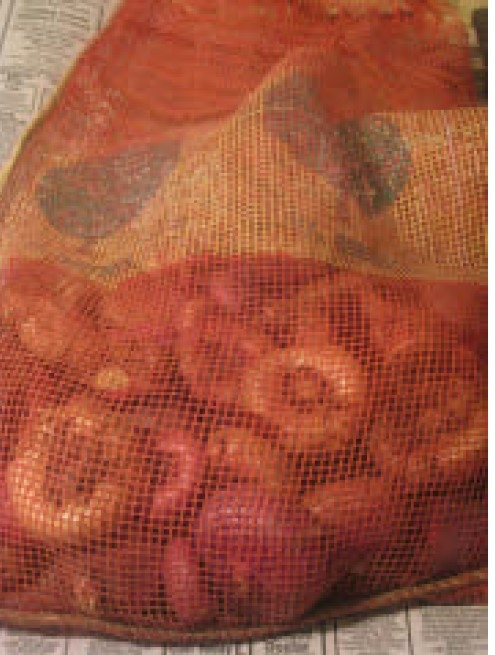 Gladiola corms being stored in a mesh bag.