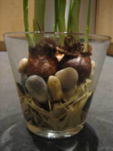 Paper white narcissus roots developing throughout gravel in water.
