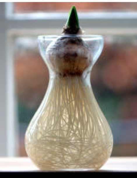 A hyacinth bulb in an hourglass shaped vase.