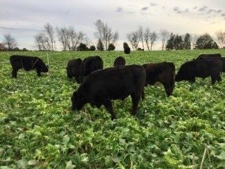 Cover for publication: Converting pastures to native warm season grasses: Summer forage and wildlife habitat in Caroline County