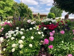 Herbaceous Peonies with white, pink, and red flowers growing in bushes.